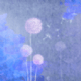 蒲公英游记