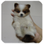 写作文神器