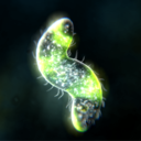细胞进化星球